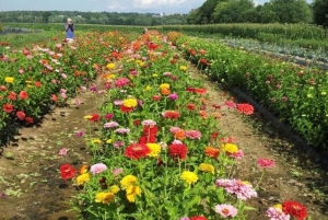 メデジン発：サンタ・エレナ花畑ツアー