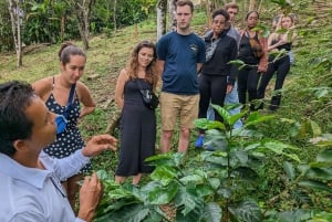 Medellin to Fredonia for a Coffee Day Tour