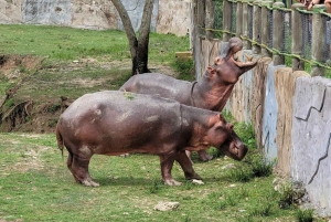 Medellin: Tour Hacienda Napoles+Passport Safari Premium VIP