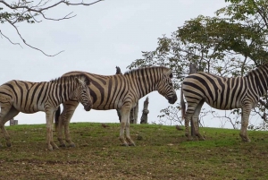Medellin: Tour Hacienda Napoles+Passport Safari Premium VIP