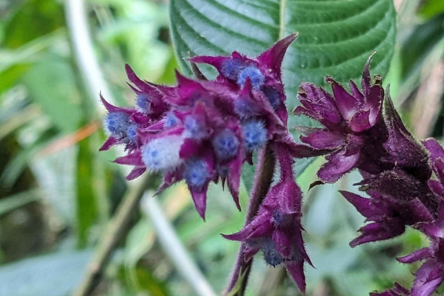 Wodospad Medellín i wędrówka po kawie: pradawny szlak przyrodniczy