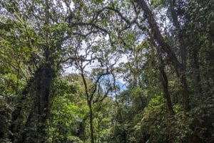 Wodospad Medellín i wędrówka po kawie: pradawny szlak przyrodniczy