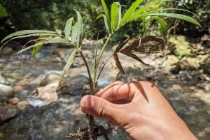 Wodospad Medellín i wędrówka po kawie: pradawny szlak przyrodniczy