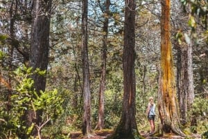 Wodospad Medellín i wędrówka po kawie: pradawny szlak przyrodniczy