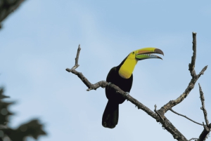 ミンカ：ジャングルジョーと行くシエラネバダ2日ツアー