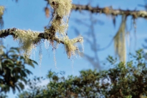 Minca: Cerro Kennedy und La Victoria Kaffeefarm Tour