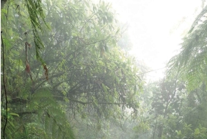 Minca: Cerro Kennedy und La Victoria Kaffeefarm Tour