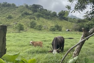 ミンカ：コーヒーとカカオ農園、そして隠れた滝のツアー