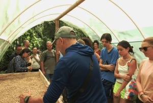Minca: plantación de café, ruta de senderismo y chocolate