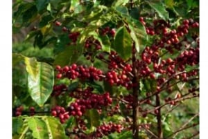 Santa Marta/Minca: Tour de café, cacau e cascata