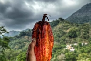 Magical and Exotic Minca Coffee and Cacao Tour From Santa Marta