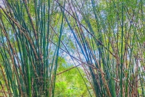 Magical and Exotic Minca Coffee and Cacao Tour From Santa Marta