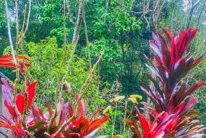 Magical and Exotic Minca Coffee and Cacao Tour From Santa Marta