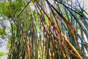 Magical and Exotic Minca Coffee and Cacao Tour From Santa Marta