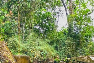 Magical and Exotic Minca Coffee and Cacao Tour From Santa Marta