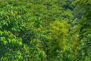 Magical and Exotic Minca Coffee and Cacao Tour From Santa Marta