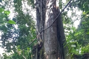 Magical and Exotic Minca Coffee and Cacao Tour From Santa Marta