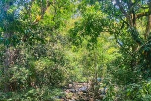 Magical and Exotic Minca Coffee and Cacao Tour From Santa Marta