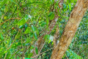 Magical and Exotic Minca Coffee and Cacao Tour From Santa Marta