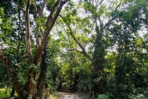 Magical and Exotic Minca Coffee and Cacao Tour From Santa Marta