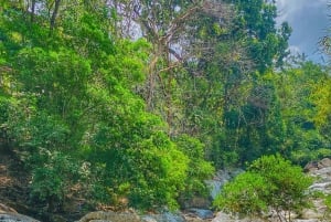 Magical and Exotic Minca Coffee and Cacao Tour From Santa Marta