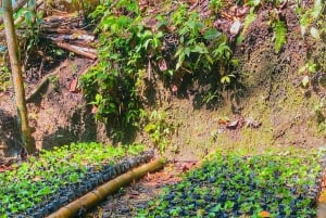 Magical and Exotic Minca Coffee and Cacao Tour From Santa Marta