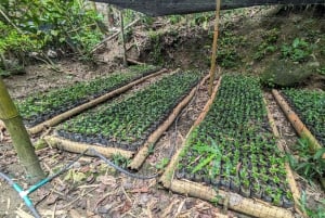 Santa Marta/Minca: Tour de café, cacau e cascata