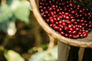 Den mest komplette KAFFETUR på lokal familiegård