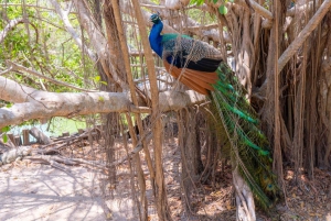 Tour di un giorno della voliera nazionale e del plancton di Playa Blanca