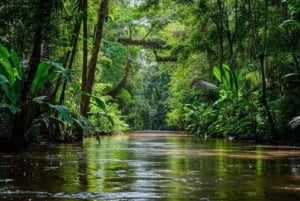 Nuquí: Ancachí River, Jungle Trek & Indigenous/Local Stories
