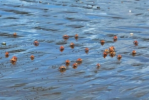 Нуки и Панги: треккинг, река, пляжи и местная история