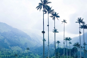 En dagstur til: Cocora-dalen, Salento, Filandia. Quindio Colombia