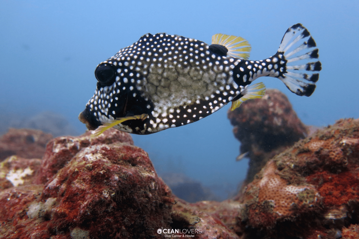 Kurs PADI Open Water w Taganga i Tayrona