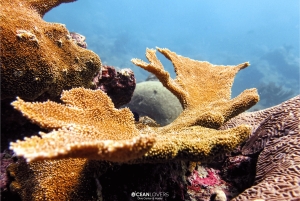 Kurs PADI Open Water w Taganga i Tayrona