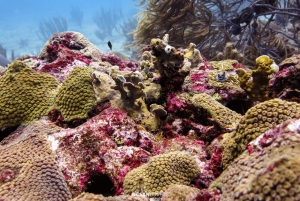 Kurs PADI Open Water w Taganga i Tayrona