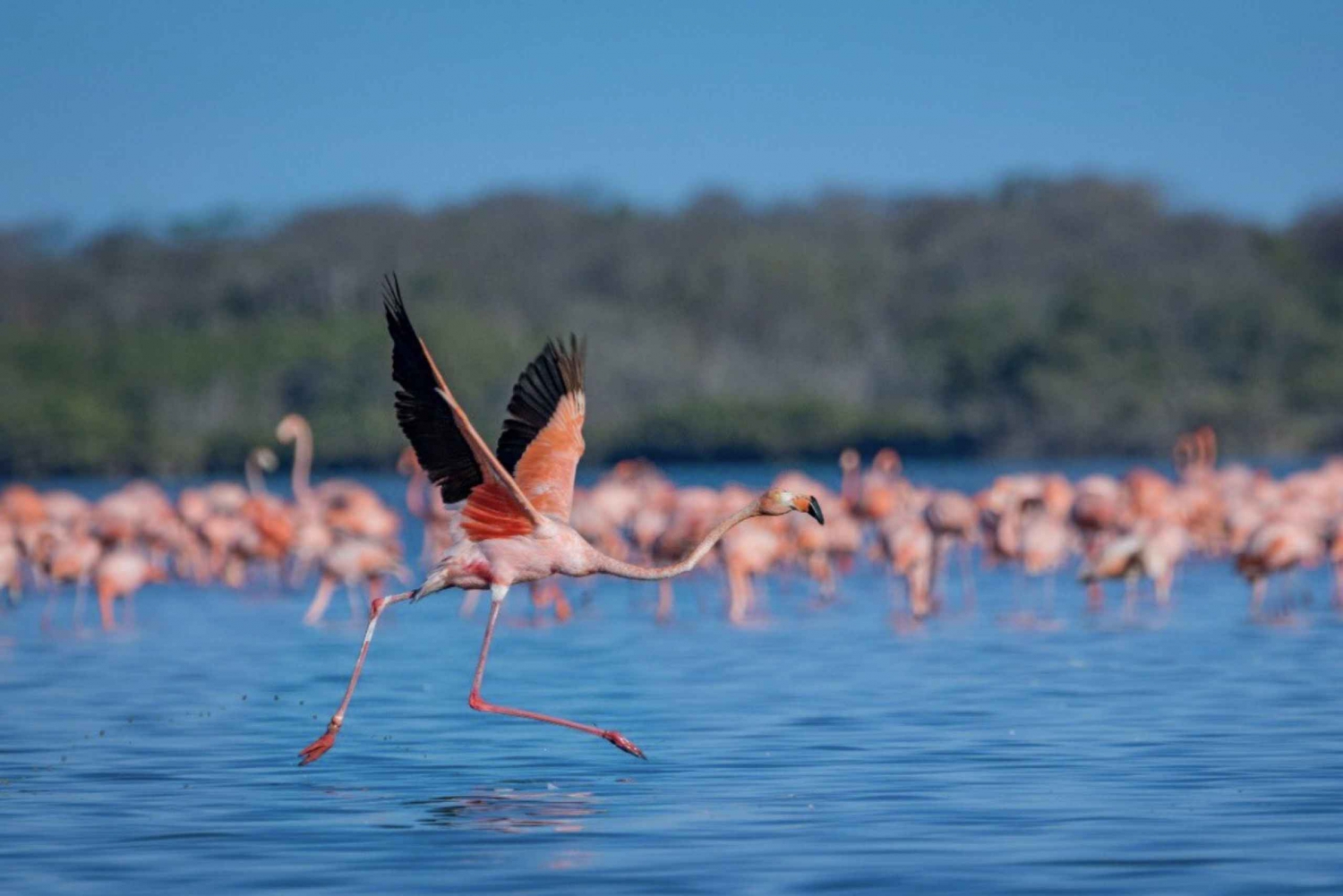 Palomino: Sanctuary of Flamingos Day Tour