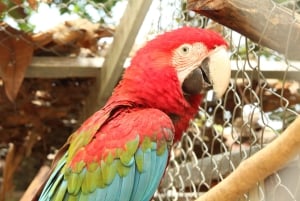 Paso del Mango-vandring, botanisk trädgård och choklad