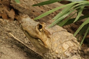 Paso del Mango-vandring, botanisk trädgård och choklad