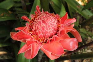 Paso del Mango-vandring, botanisk trädgård och choklad