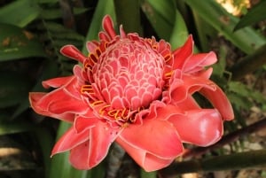 Paso del Mango -vaellus, kasvitieteellinen puutarha ja suklaa