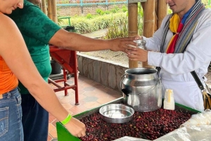 Pereira: esperienza sul caffè con degustazione e passaggio in hotel