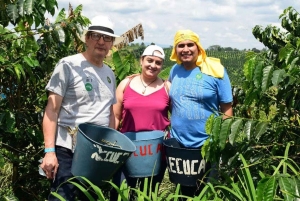 Pereira: esperienza sul caffè con degustazione e passaggio in hotel