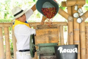 Pereira: esperienza sul caffè con degustazione e passaggio in hotel