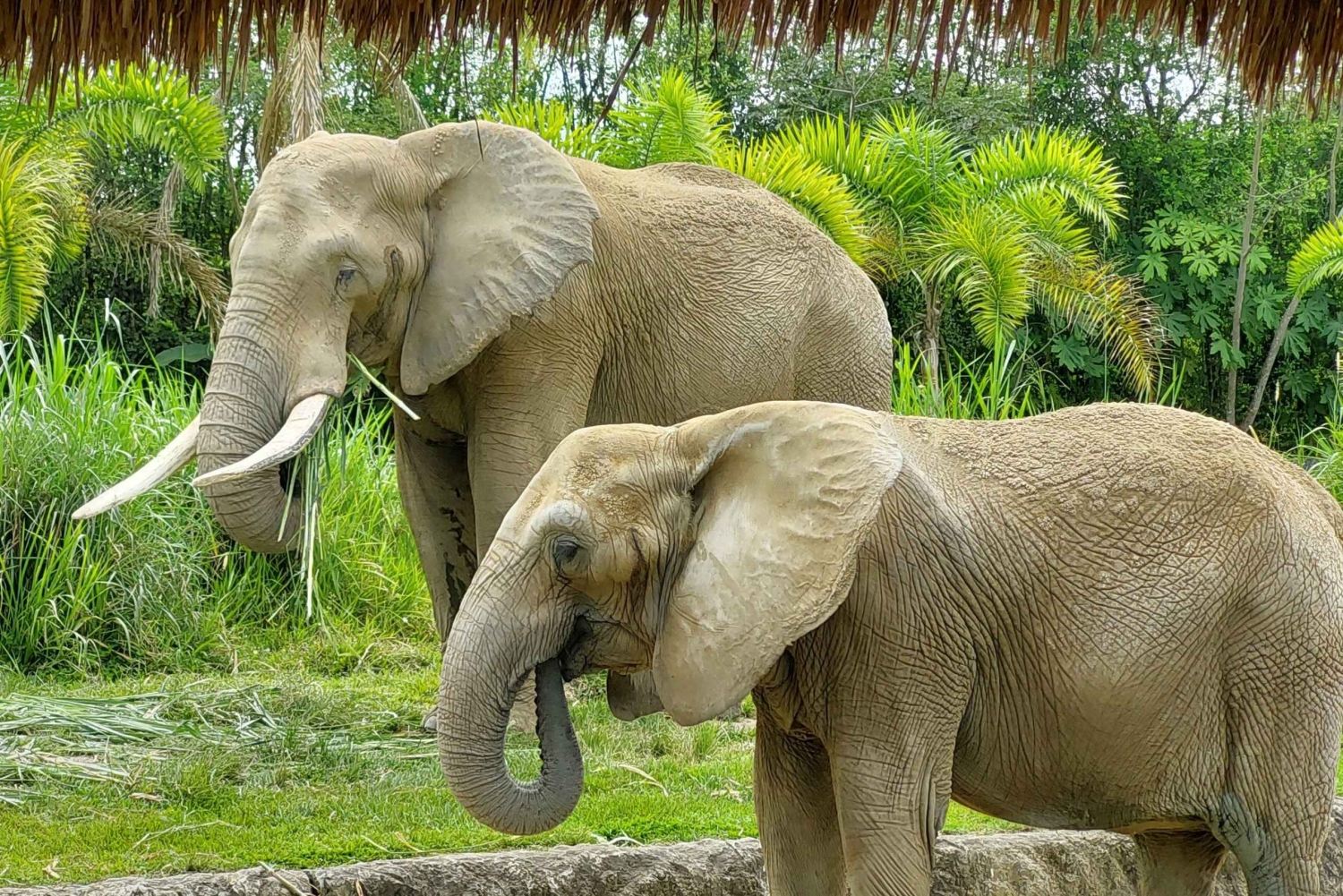 PEREIRA: GIORNATA INTERA AL BIOPARCO DI UKUMARI CON PRANZO