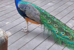 PEREIRA: GANZER TAG IM UKUMARI BIOPARK MIT MITTAGESSEN