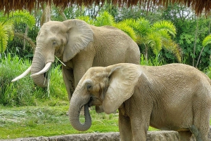 PEREIRA: GANZER TAG IM UKUMARI BIOPARK MIT MITTAGESSEN
