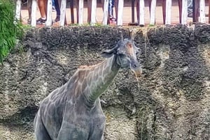 PEREIRA: GANZER TAG IM UKUMARI BIOPARK MIT MITTAGESSEN