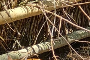 PEREIRA: GANZER TAG IM UKUMARI BIOPARK MIT MITTAGESSEN