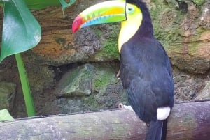 ペレイラ：ウクマリ バイオパークでの 1 日（昼食付き）