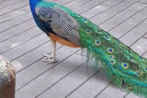 ペレイラ：ウクマリ バイオパークでの 1 日（昼食付き）